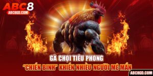 Gà chọi tiêu phong chiến binh bất bại