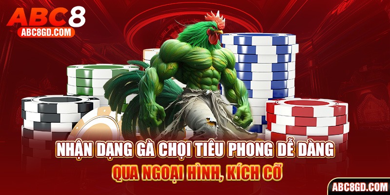 Nhận dạng gà chọi tiêu phong dễ dàng qua ngoại hình, kích cỡ