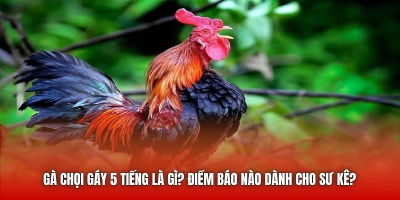 Gà Chọi Gáy 5 Tiếng Là Gì? Điềm Báo Nào Dành Cho Sư Kê?