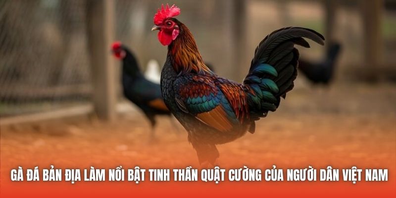 Gà đá bản địa làm nổi bật tinh thần quật cường của người dân Việt Nam