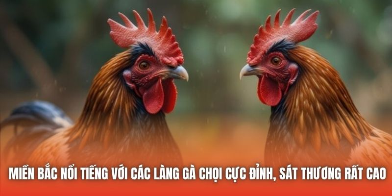 Miền Bắc nổi tiếng với các làng gà chọi cực đỉnh, sát thương rất cao