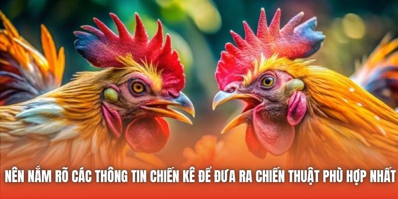 Nên nắm rõ các thông tin chiến kê để đưa ra chiến thuật phù hợp nhất